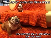 Scrappy , a male English Bulldog for sale in Rochester Hills, MI – Photo 8 of 10