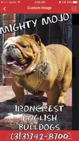 Scrappy , a male English Bulldog for sale in Rochester Hills, MI – Photo 7 of 10