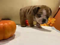 Scrappy , a male English Bulldog for sale in Rochester Hills, MI – Photo 3 of 10