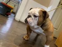 Cupcake , a female English Bulldog for sale in Rochester Hills, MI – Photo 3 of 5