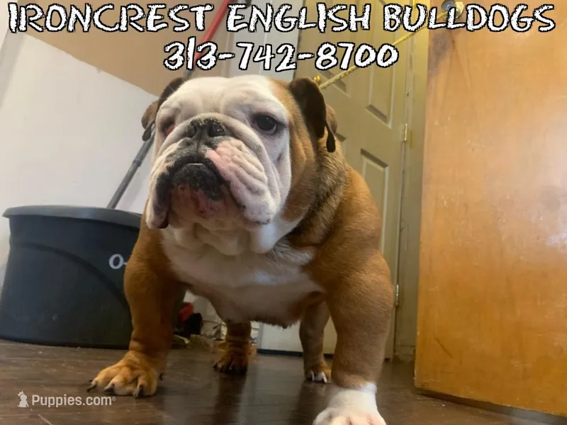 Cupcake , a female English Bulldog for sale in Rochester Hills, MI – Photo 1 of 5
