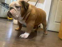 Cupcake , a female English Bulldog for sale in Rochester Hills, MI – Photo 4 of 5