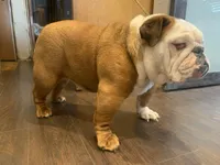 Cupcake , a female English Bulldog for sale in Rochester Hills, MI – Photo 5 of 5