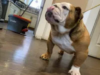 Cupcake , a female English Bulldog for sale in Rochester Hills, MI – Photo 2 of 5