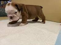 Scooby, a female English Bulldog for sale in Rochester Hills, MI – Photo 5 of 9