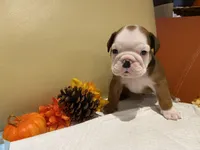 Scooby, a female English Bulldog for sale in Rochester Hills, MI – Photo 4 of 9