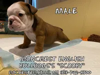 Scooby, a female English Bulldog for sale in Rochester Hills, MI – Photo 1 of 9