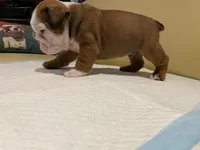 Scooby, a female English Bulldog for sale in Rochester Hills, MI – Photo 2 of 9