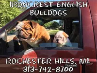 Scooby, a female English Bulldog for sale in Rochester Hills, MI – Photo 7 of 9