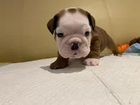 Scooby, a female English Bulldog for sale in Rochester Hills, MI – Photo 3 of 9