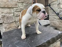 Sweet tooth , a female English Bulldog for sale in Rochester Hills, MI – 4 of 4