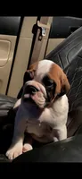 Simone, a female English Bulldog for sale in Rochester Hills, MI – 6 of 6