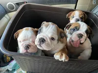 Sweetie pie, a female English Bulldog for sale in Rochester Hills, MI – Photo 5 of 6