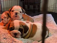 Sweetie pie, a female English Bulldog for sale in Rochester Hills, MI – Photo 4 of 6