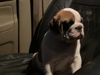 Simone, a female English Bulldog for sale in Rochester Hills, MI – 5 of 6