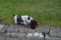 AKC Remi, a female English Springer Spaniel for sale in Elroy, WI – 3 of 7