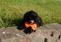 Romeo, a male Shihpoo for sale in Elroy, WI – 3 of 7