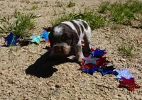 AKC Roman, a male English Springer Spaniel for sale in Elroy, WI – 1 of 3