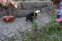 Payton, a female Boston Terrier for sale in Elroy, WI – 4 of 6