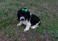 AKC Peony, a female English Springer Spaniel for sale in Elroy, WI – 3 of 4