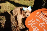 Trinity, a female Cavapoo for sale in Elroy, WI – 6 of 7