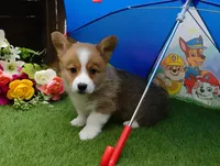 Charlie, a female Pembroke Welsh Corgi for sale in Elroy, WI – Photo 3 of 4