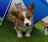 Charlie, a female Pembroke Welsh Corgi for sale in Elroy, WI – Photo 1 of 4