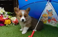 Charlie, a female Pembroke Welsh Corgi for sale in Elroy, WI – Photo 2 of 4