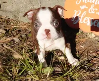 Pandora, a female Boston Terrier for sale in Elroy, WI – 2 of 6