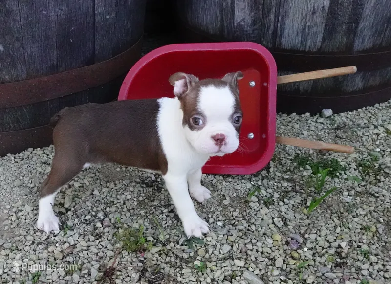 Parker – Boston Terrier puppy for sale in Elroy, WI