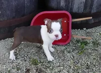 Parker, a male Boston Terrier for sale in Elroy, WI – 1 of 6
