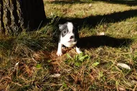 Poetry, a female Boston Terrier for sale in Elroy, WI – 6 of 6