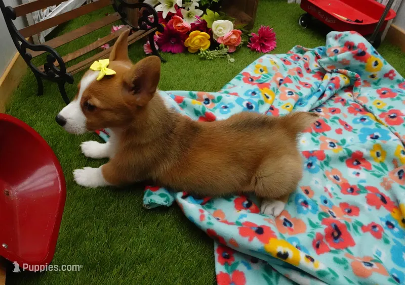Callee – Pembroke Welsh Corgi puppy for sale in Elroy, WI