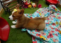 Callee, a female Pembroke Welsh Corgi for sale in Elroy, WI – Photo 1 of 6