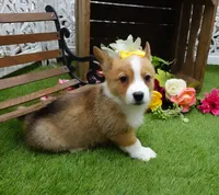 Callee, a female Pembroke Welsh Corgi for sale in Elroy, WI – Photo 3 of 4