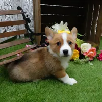 Callee, a female Pembroke Welsh Corgi for sale in Elroy, WI – Photo 5 of 6