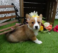 Callee, a female Pembroke Welsh Corgi for sale in Elroy, WI – Photo 4 of 4