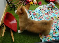 Callee, a female Pembroke Welsh Corgi for sale in Elroy, WI – Photo 4 of 6