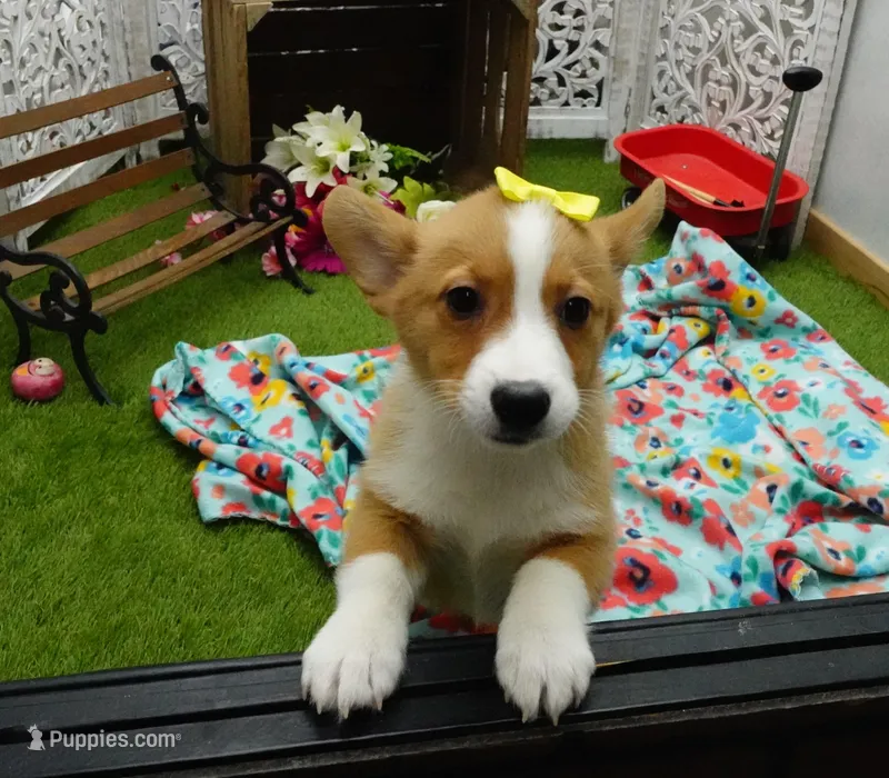 Callee – Pembroke Welsh Corgi puppy for sale in Elroy, WI