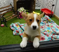 Callee, a female Pembroke Welsh Corgi for sale in Elroy, WI – Photo 2 of 6