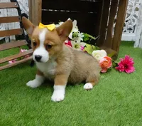 Callee, a female Pembroke Welsh Corgi for sale in Elroy, WI – Photo 2 of 4