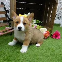 Callee, a female Pembroke Welsh Corgi for sale in Elroy, WI – Photo 6 of 6