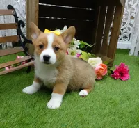 Callee, a female Pembroke Welsh Corgi for sale in Elroy, WI – Photo 1 of 4