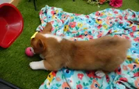 Callee, a female Pembroke Welsh Corgi for sale in Elroy, WI – Photo 3 of 6