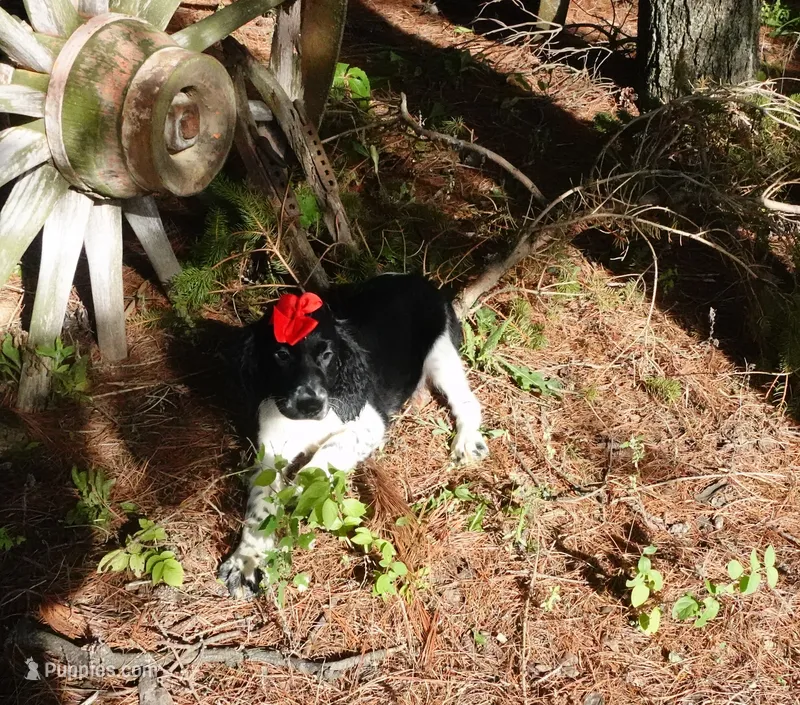AKC Peony – English Springer Spaniel puppy for sale in Elroy, WI