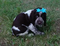 AKC Princess, a female English Springer Spaniel for sale in Elroy, WI – 4 of 4