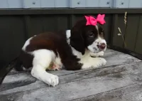 AKC Patrice, a female English Springer Spaniel for sale in Elroy, WI – 1 of 4