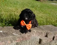 Romeo, a male Shihpoo for sale in Elroy, WI – 2 of 7