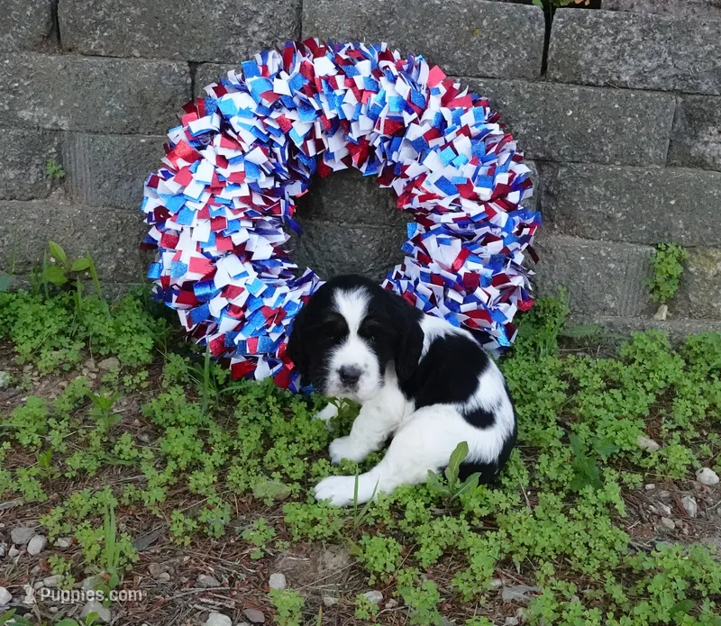 AKC River – English Springer Spaniel puppy for sale in Elroy, WI