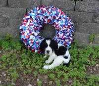 AKC River, a female English Springer Spaniel for sale in Elroy, WI – 1 of 4